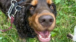 Comment rendre son chien (plus) heureux ?