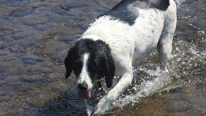 Retour du beau temps : comment reprendre les balades avec son chien sans le blesser