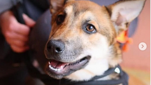 Bilan annuel de la SPA : 42 000 animaux sauvés, mais un chiffre du rapport inquiète