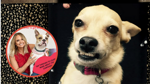 La réaction de cette star après le décès de son chihuahua de 15 ans va vous toucher