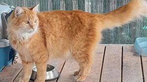 Adopté puis abandonné en 3 jours : Aslan cherche sa vraie famille
