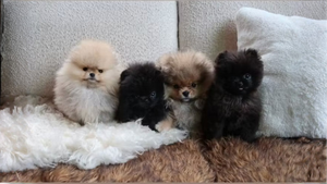 L'affaire "chiots de Noël" : Kim Kardashian se justifie et s'expose encore à la critique