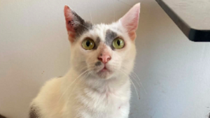 Emmy, une chatte qui revient de loin, cherche une famille prête à la comprendre