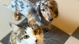 Jean-Luc Reichmann, ému par l'adorable complicité de son chat et de son chien