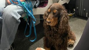 Centres commerciaux, restaurants, cinéma… votre chien a-t-il vraiment envie de vous suivre partout ?