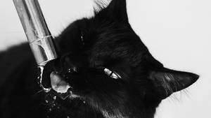 Comment repérer un coup de chaleur chez son chat ?