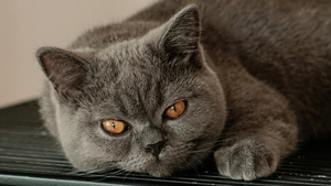 Les chats de race sont-ils vraiment plus prévisibles que les chats "de gouttière" ?