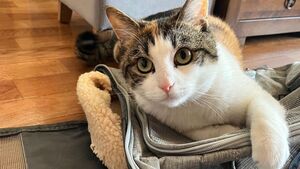 "Mon chat est devenu agressif" : les refuges alertent sur les abandons au printemps