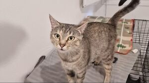 Zoom adoption : Victoire. « Tous ses chatons ont trouvé une famille »