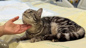 Animaux de compagnie à l’hôpital : ces établissements qui autorisent les visites