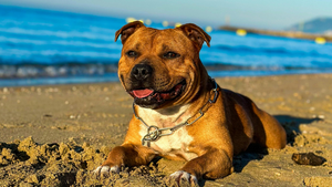 Partir en vacances sans son chien ? Impensable ! Voici les solutions pour voyager avec lui