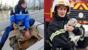 Gendarmes ou pompiers : qui appeler pour sauver un animal en danger ?