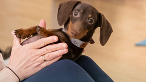 Doga : est-ce vraiment bon pour le bien-être de votre chien ?