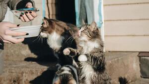 Votre chat boude sa gamelle ? C'est peut-être à cause d'une de ces 10 raisons