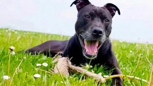 Curtis condamné à l’euthanasie : pourquoi ce chien a déclenché une mobilisation massive