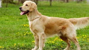 Le Golden Retriever : Un partenaire d'une grande douceur