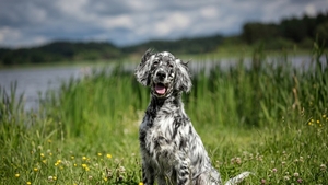 Le Setter Anglais : Un chasseur fin, doux et d'une infinie gentillesse