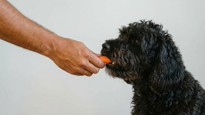 7 aliments étonnants que votre chien va adorer !