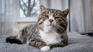 Ganglions sous la gorge de votre chat : Quand il faut s'inquiéter
