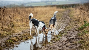 L’empoisonnement par l’eau : ce qui déclenche les vomissements de votre chat ou chien