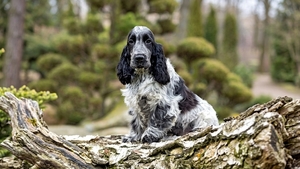 Le Cocker Anglais : concentré de joie de vivre, d'affection et d'énergie