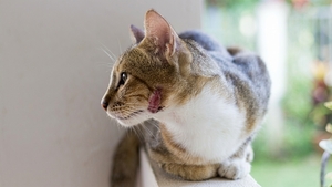 Que faire en cas d'abcès chez le chat après une bagarre avec morsure ?