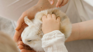 Lapins, rongeurs, oiseaux… leur dire adieu n’est plus un sujet tabou