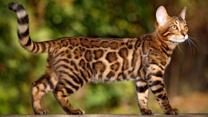 Le Bengal : un léopard sauvage dans le salon