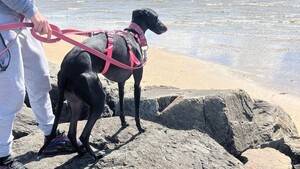 Abandonnée dans un puits, Bella a trouvé une famille pour la vie