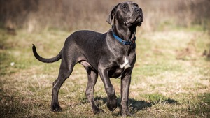 Le Cane Corso : un protecteur au tempérament noble et équilibré