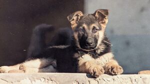 Arrivée d’un chiot : comment éviter le "puppy blues" ?