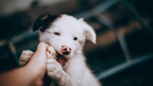 Accueillir un chiot : le guide complet pour préparer son arrivée à la maison