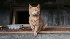 7 bonnes raisons d’adopter un animal en association