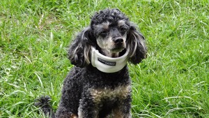 Comment faire soigner ou stériliser son animal quand on a des problèmes financiers ?