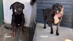 Zoom adoption : Dana et Merlin. « Deux invisibles qui attendent enfin leur chance »