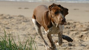 “Zoomies” : pourquoi votre chien se met soudainement à courir partout comme un fou ?