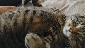 5 astuces pour rassurer son chat chez le vétérinaire