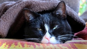 Coryza ou grippe du chat : les signes qui doivent vous alerter rapidement