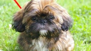 Votre chien est peut-être concerné : ces races encore refusées en avion