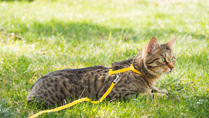 Sortir son chat en harnais : la fausse bonne idée