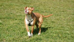 Le Staffordshire Bull Terrier : Une boule de muscles au grand cœur