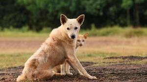 4 ans après, ce que la guerre en Ukraine a déclenché chez les chiens du front