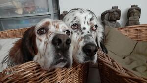 L’adoption de Dick & Duck : 2 frères inséparables