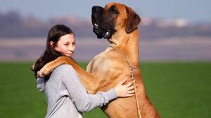 5 races de chiens géants qui impressionnent par leur taille