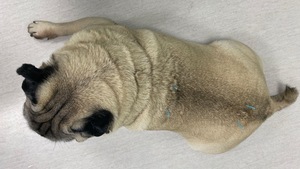 Arthrose du chien et du chat : les implants de billes d'or comme solution à la douleur