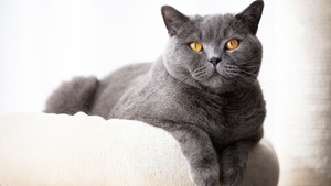 Le British Shorthair : un chat au flegme légendaire