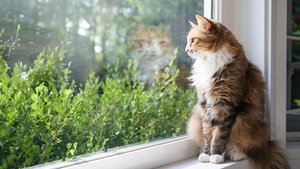 Que deviendra mon animal après mon décès ou mon hospitalisation ?