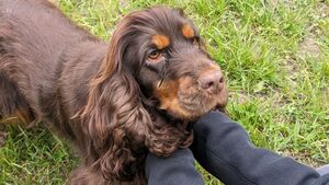 Pourquoi les chiens de refuge s’attachent souvent très vite ?