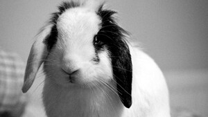 Adopter un lapin bélier : son apparence mignonne est-elle compatible avec son bien-être ?