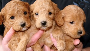 Salons du chiot : pourquoi ils sont de plus en plus interdits